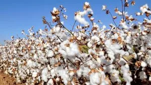 Algodão: fertilizantes pressionam custos da safra 26/27