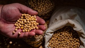 Para 2026/27, porém, o crescimento da produção brasileira deve desacelerar
