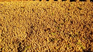Para os agricultores, a recomendação central é escalonar as vendas
