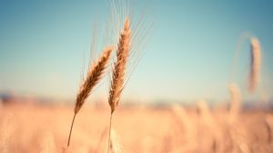 No trigo, foram cobertos os 6,5 milhões de hectares previstos