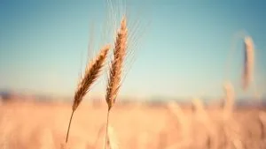 No trigo, foram cobertos os 6,5 milhões de hectares previstos