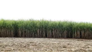 Cana pós-colheita: quando descompactar o solo?
