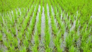 No Paraguai, algumas regiões já iniciam a semeadura em agosto