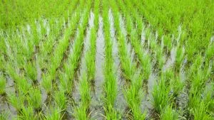 No Paraguai, algumas regiões já iniciam a semeadura em agosto