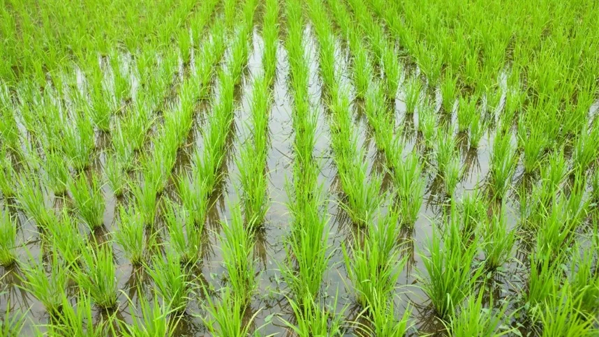 No Paraguai, algumas regiões já iniciam a semeadura em agosto