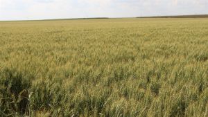 Clima úmido pede ajustes no controle fitossanitário do trigo