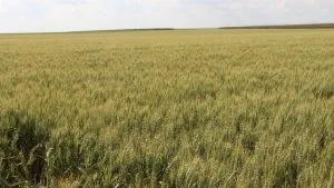 Clima úmido pede ajustes no controle fitossanitário do trigo