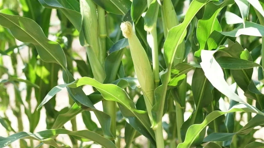 O milho consorciado com Mavuno manteve produtividade equivalente à do cultivo solteiro