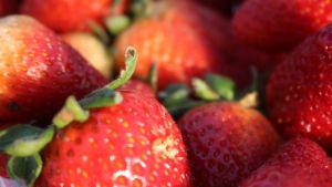 Geada e chuvas pressionam produção de morango