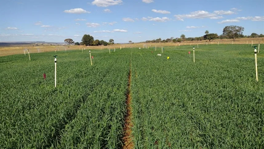 Manejo da palha na colheita do trigo facilita plantio da safra de verão