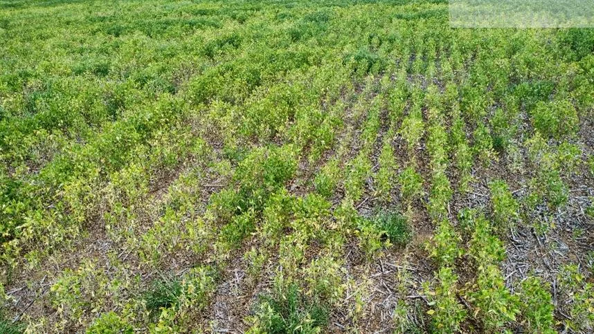 Manejo de nematoides na soja ganha nova proteção desde o tratamento das sementes