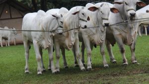 Mercado do boi gordo perde força e preços caem em SP e MT