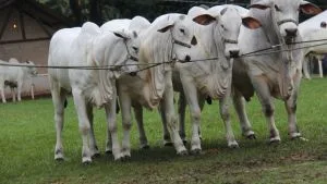 Mercado do boi gordo perde força e preços caem em SP e MT