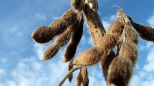 Paraná prevê produção recorde de soja, mas El Niño preocupa