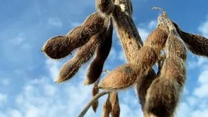 Paraná prevê produção recorde de soja, mas El Niño preocupa