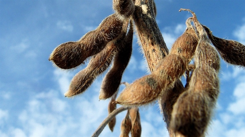 Paraná prevê produção recorde de soja, mas El Niño preocupa