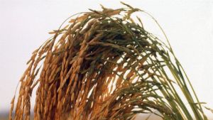 Plantas daninhas: manejo no inverno protege o arroz irrigado
