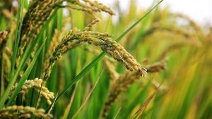 Preço do arroz sobe 22% no Rio Grande do Sul