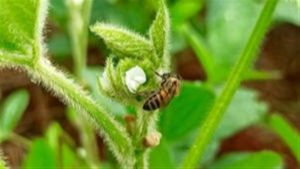 Presença de abelhas pode aumentar produtividade da soja