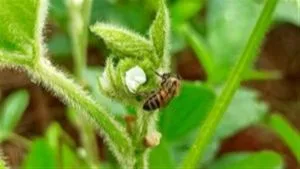 Presença de abelhas pode aumentar produtividade da soja