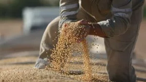 Produção de soja pode chegar a 180,4 milhões de toneladas