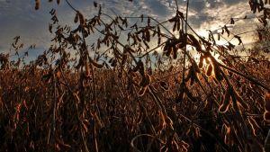 A soja ocupa 2,218 milhões de hectares