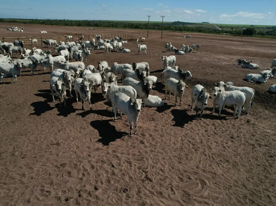Abate bovino perde força em Mato Grosso e queda das fêmeas reforça sinal de retenção de matrizes