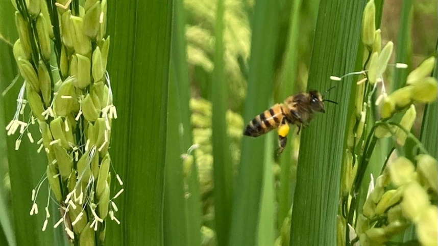 Abelhas aumentam produção do Arroz Anã em até 41%