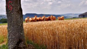Antecipando a chuva: as dicas da INTA para preservar o gado