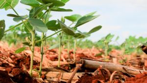 Aprosoja-GO e FAEG destacam atendimento do pedido de antecipação do calendário de semeadura da soja em Goiás