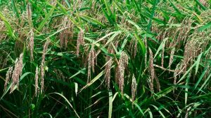 O principal destaque do fechamento ficou com o arroz de maior rendimento