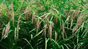 O principal destaque do fechamento ficou com o arroz de maior rendimento