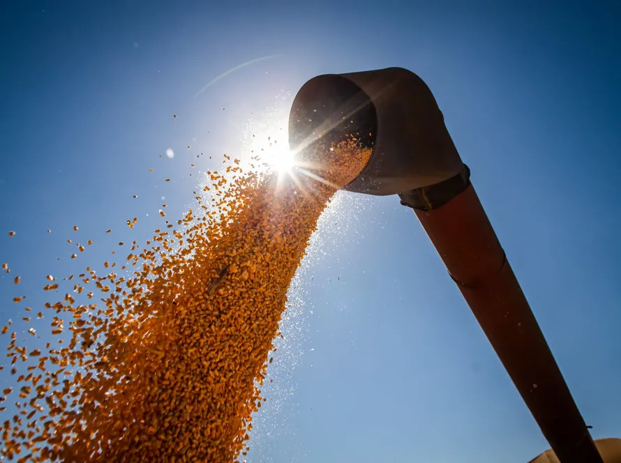 Expansão do etanol de milho pode demandar até R$ 14,3 bilhões em novas florestas energéticas em MT, aponta Itaú BBA