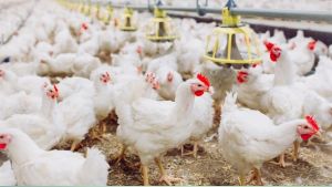 Em agosto, o Brasil exportou 492,6 mil toneladas de carne de frango