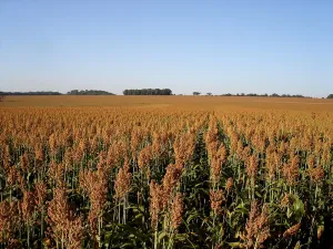 Goiás lidera três culturas agrícolas no país e produz 20,3 milhões de toneladas de soja