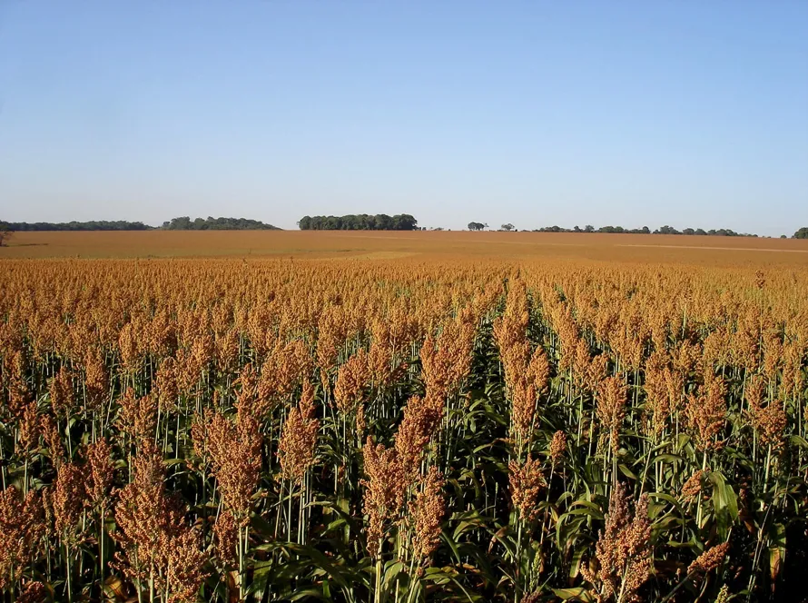 Goiás lidera três culturas agrícolas no país e produz 20,3 milhões de toneladas de soja