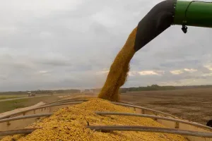 Maior esmagamento de soja em MT eleva exportações de farelo em 10,26% e de óleo em 26,76%, diz Imea