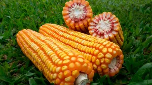 Mesmo com área menor, Mato Grosso supera Argentina em produtividade de milho