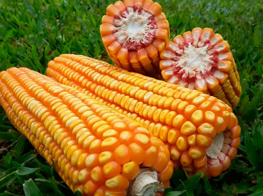 Mesmo com área menor, Mato Grosso supera Argentina em produtividade de milho