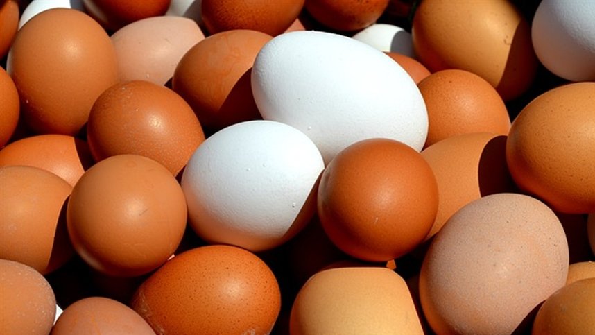 Milho sobe e reduz poder de compra do produtor de ovos