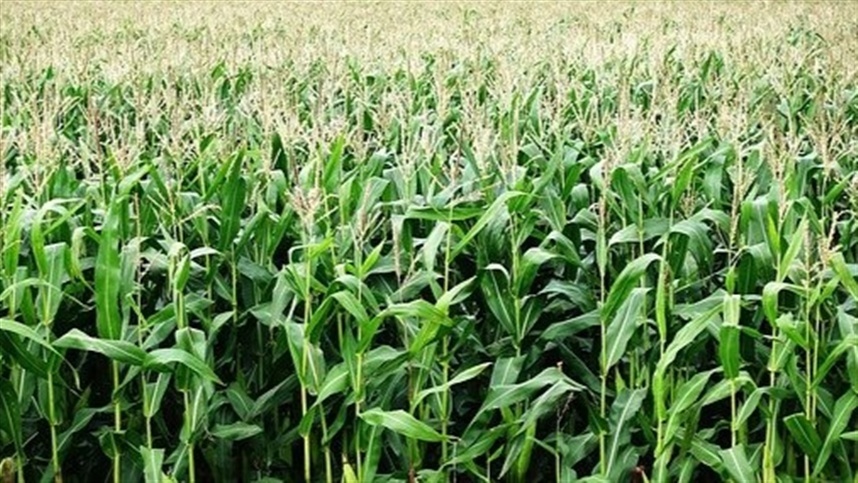 O USDA também reduziu o uso do cereal para alimentação animal