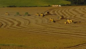 Paraná chega a 3,4% da área de soja plantada