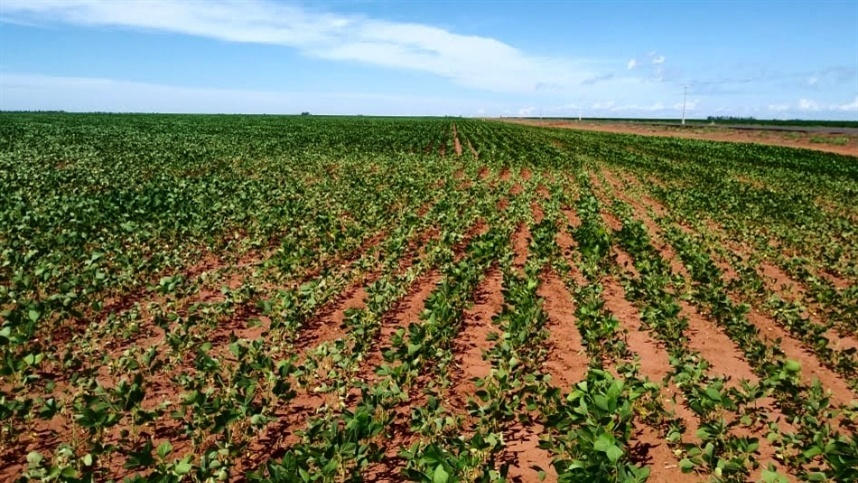 Plantio antecipado de soja já está liberado no RS