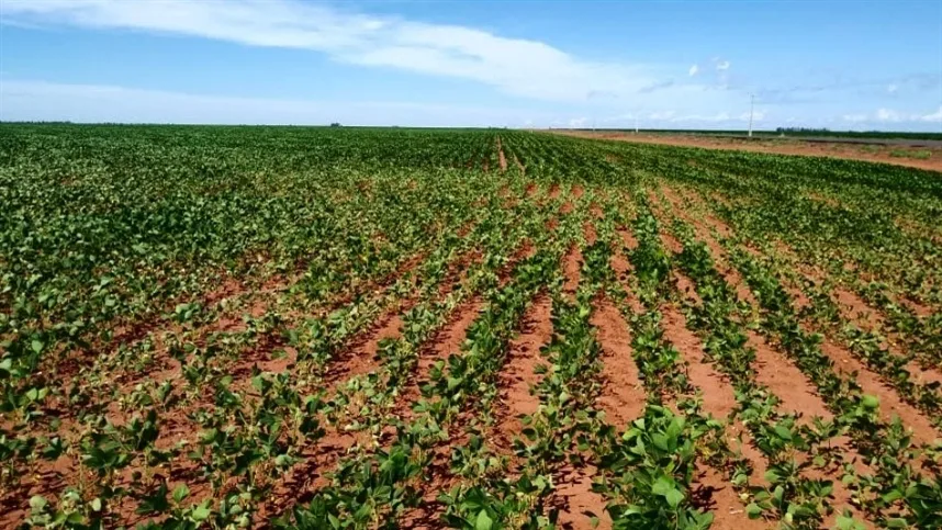 Plantio antecipado de soja já está liberado no RS