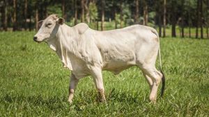 Por que Mato Grosso do Sul atrai a pecuária mundial?