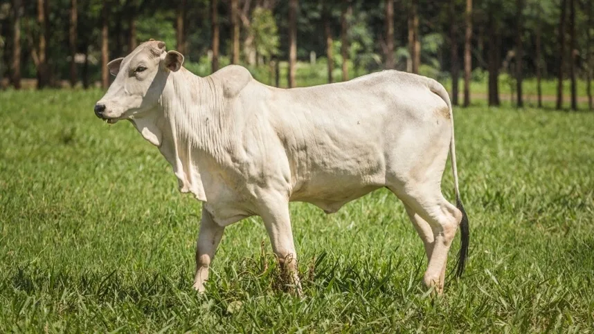 Por que Mato Grosso do Sul atrai a pecuária mundial?