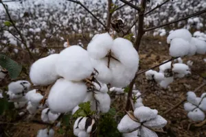 Preço médio negociado do algodão 26/27 cobre custos operacionais, mas ainda fica abaixo do custo total em MT