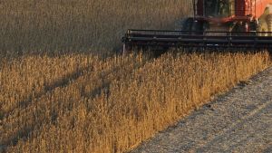 Produtividade da soja cresce 11,1% a cada avanço nos níveis de manejo do solo