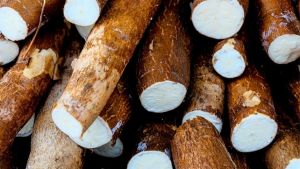 Produtor de mandioca acelera colheita após excesso de chuva