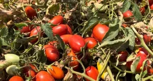 Projeção para produção brasileira de tomate industrial cai 8% após impactos da chuva em Goiás e São Paulo